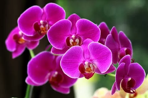 Tại sao nên chọn lan hồ điệp khai trương làm quà tặng?