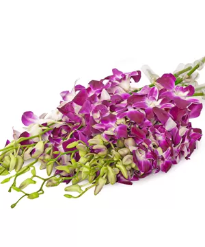 Vì sao hoa lan thái tím thường được chọn cắm trong kệ hoa chia buồn?