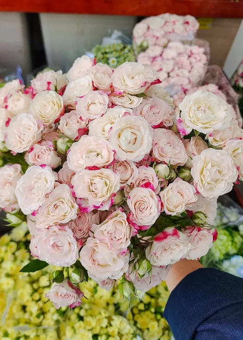 Hoa hồng chùm, Hồng tỉ muội: vẻ đẹp nhỏ nhắn và ý nghĩa đặc biệt